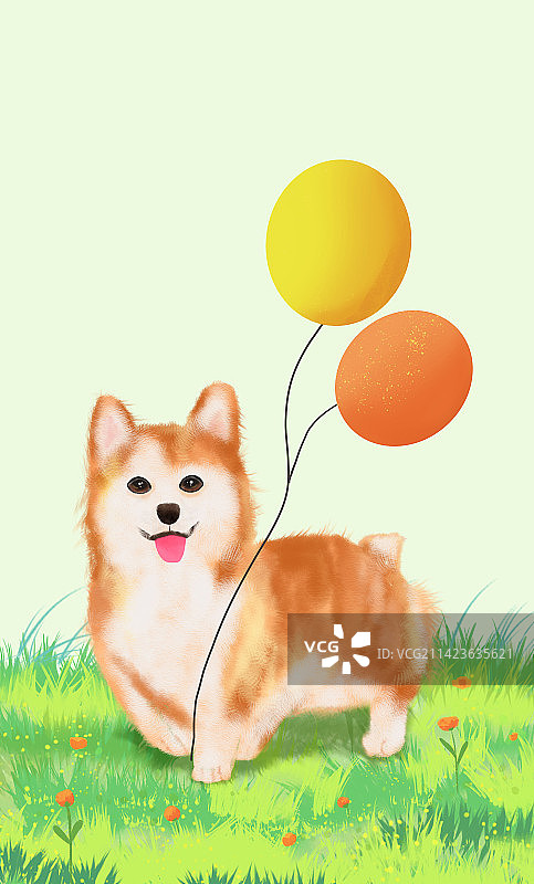 草地上玩耍的柯基狗狗图片素材