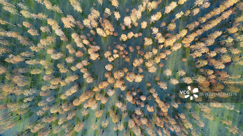 阳光下的大片水杉林图片素材