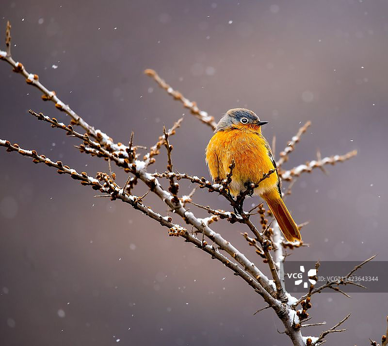 鸲鸟中珍稀品种--贺兰山红尾鸲图片素材