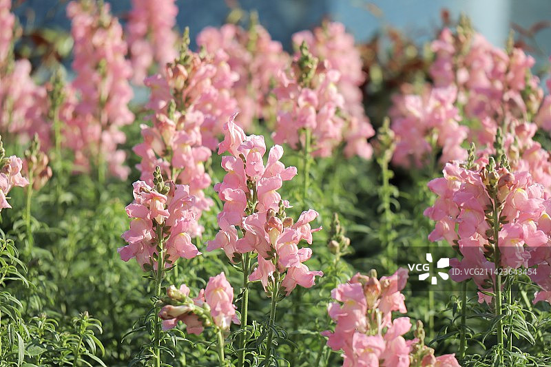 金鱼草花丛图片素材