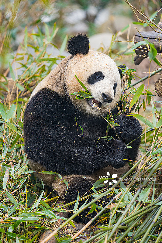 干饭中的大熊猫图片素材