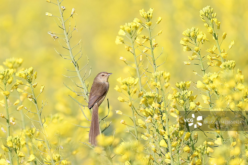 油菜花丛中的鹪莺鸟图片素材