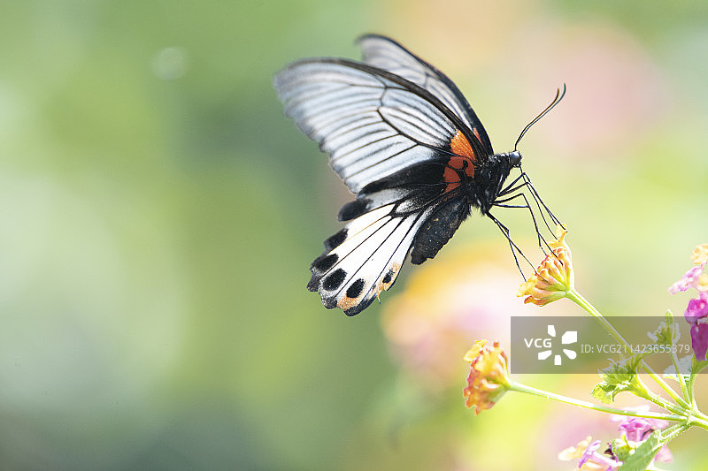 蓝凤蝶图片素材