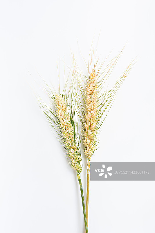 白色背景的麦穗图片素材
