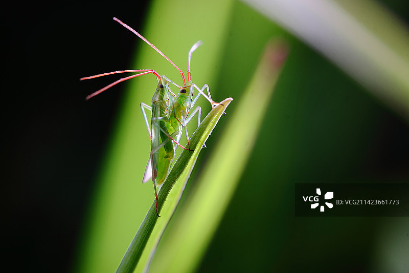 螽斯图片素材