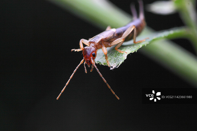 隐翅虫图片素材