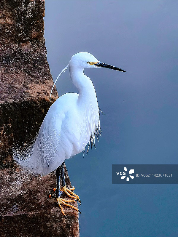 白鹭-守望图片素材