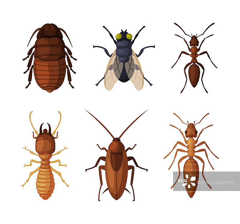 有害昆虫和蚂蚁图片素材