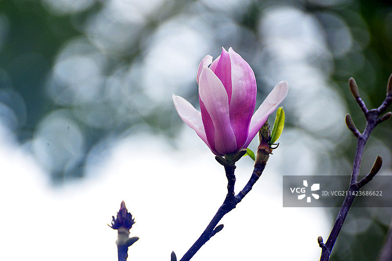 紫玉兰之报春图片素材