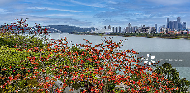 邕江木棉红图片素材