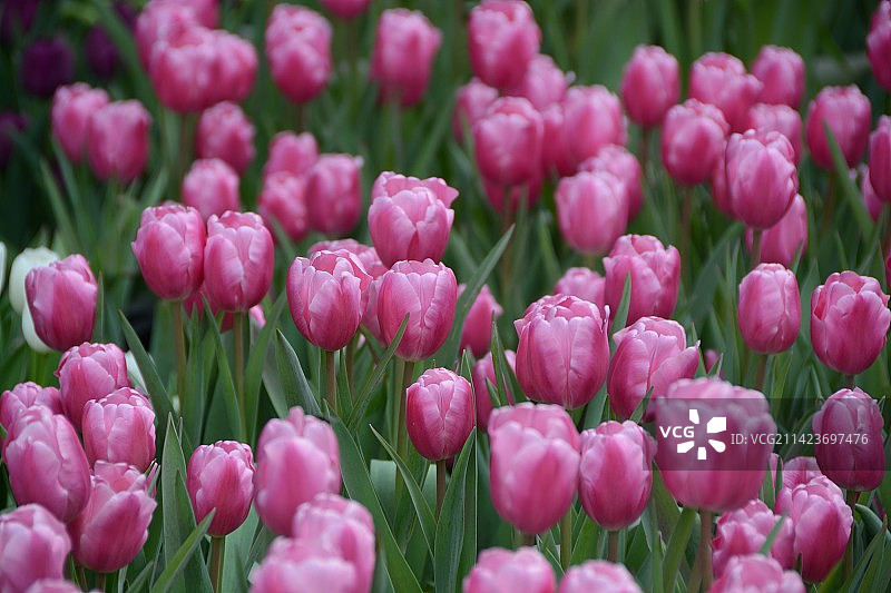 郁金香图片素材