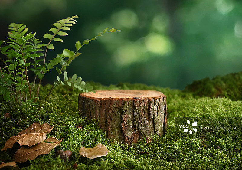 树桩青苔在绿色空间里图片素材