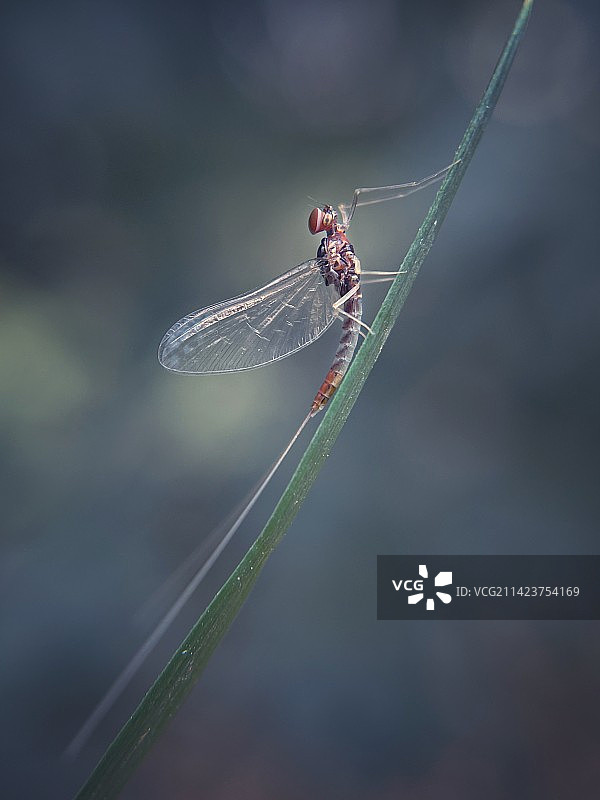 蛋糕头蜉蝣图片素材