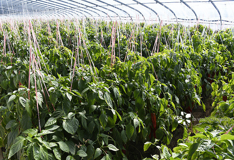 山东枣庄山亭区桑村镇王庙村大棚辣椒图片素材