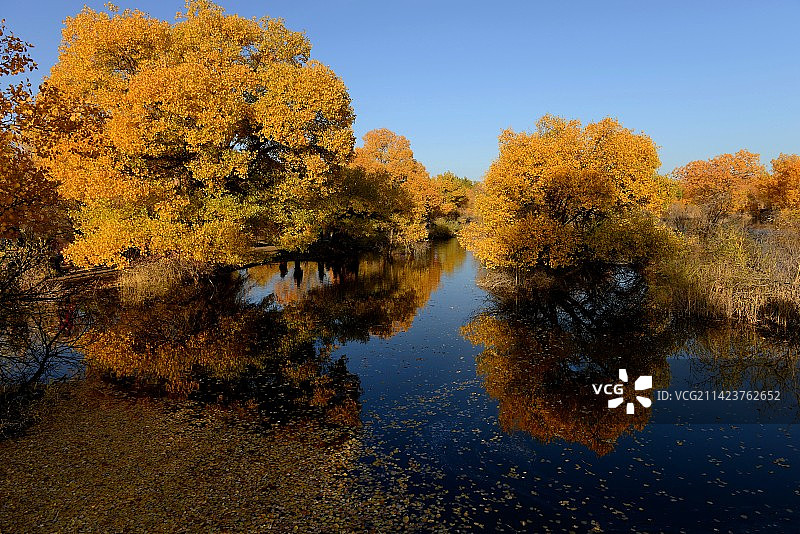 金塔胡杨林图片素材