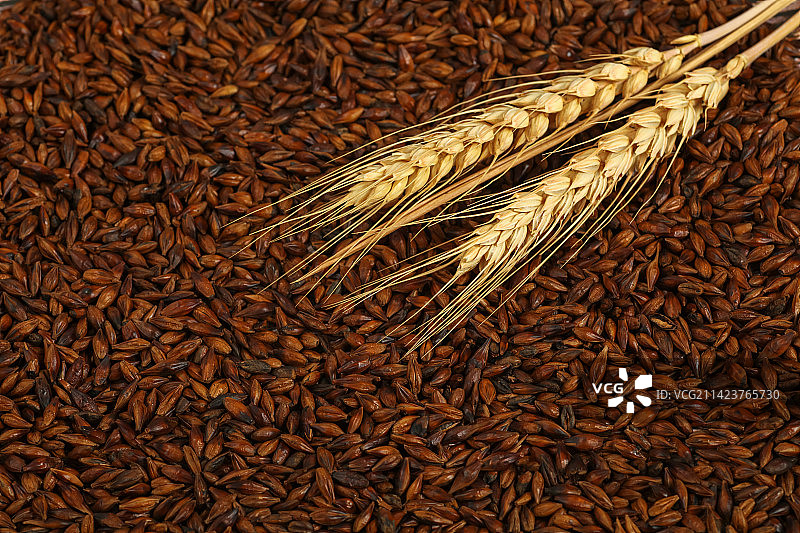 大麦茶与冬小麦图片素材