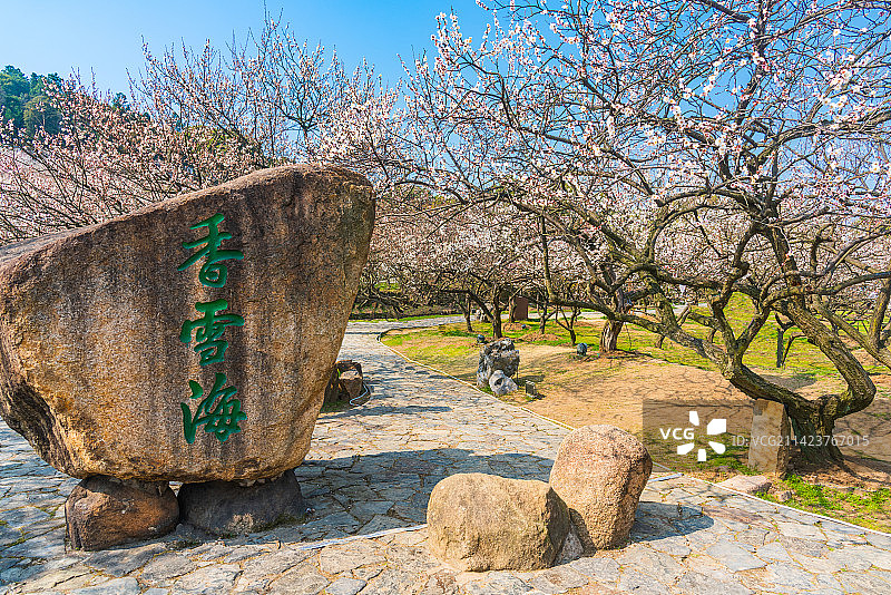 江苏苏州渔洋山林屋梅海光福香雪海春天梅花盛开自然风景图片素材