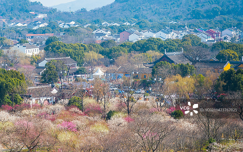 江苏苏州渔洋山林屋梅海光福香雪海春天梅花盛开自然风景图片素材