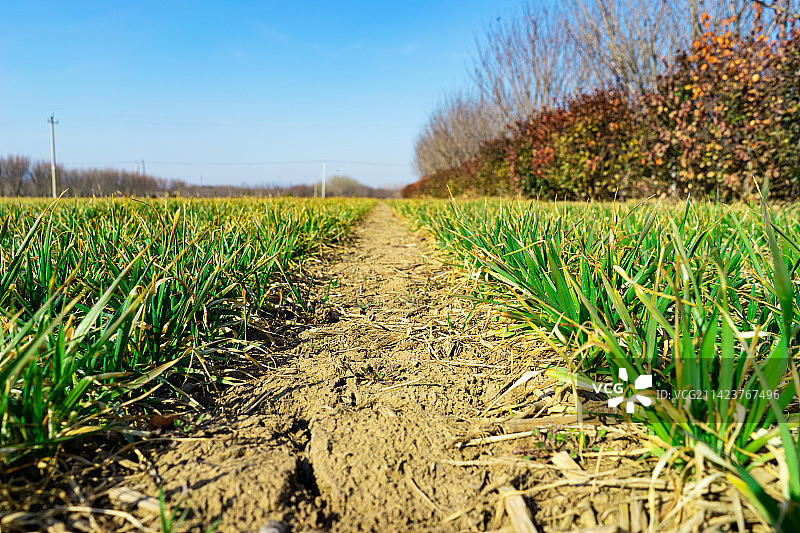 中国野生植物和野外植物拍摄主题，春天的田地里生长出一片绿色的小麦麦田，户外无人图像摄影图片素材