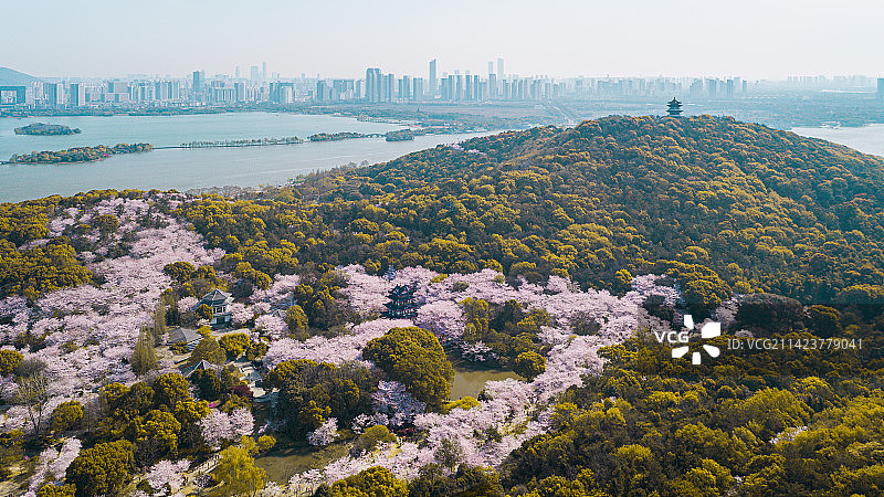 无锡樱花鼋头渚图片素材