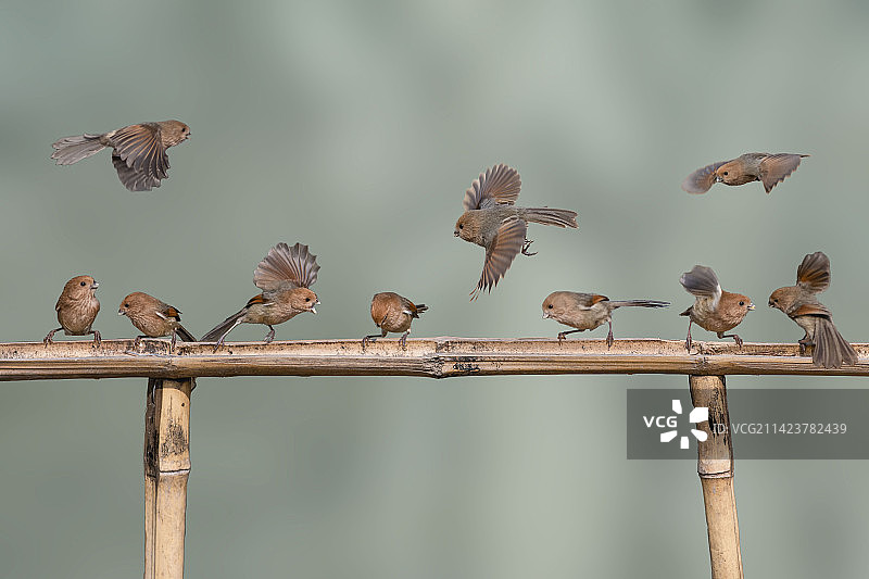 棕头雅雀（聚餐）图片素材