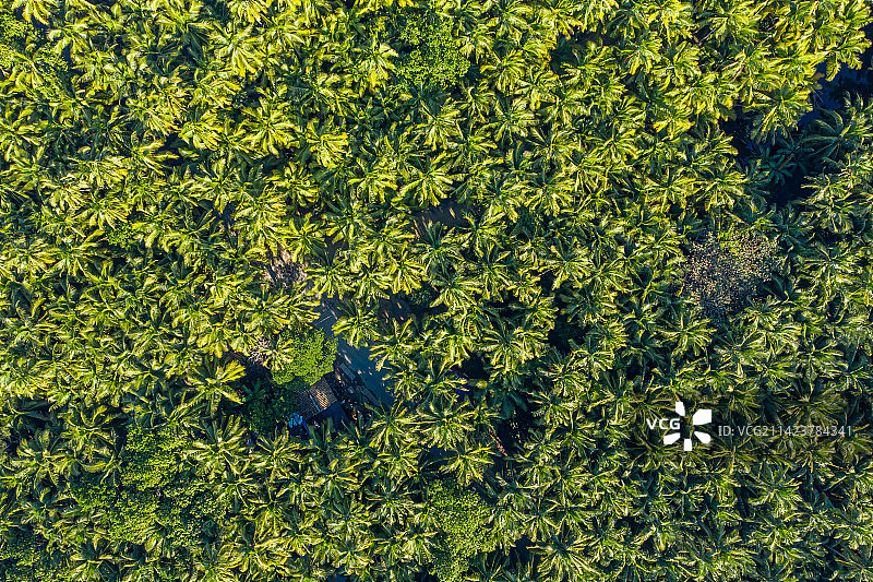 航拍海南文昌东郊椰林风景区 成片椰树郁郁葱葱 热带海滨椰子种植园 海南省文昌市东郊镇海滨半岛图片素材