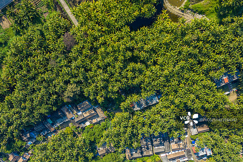 航拍海南文昌东郊椰林风景区 成片椰树郁郁葱葱 热带海滨椰子种植园 海南省文昌市东郊镇海滨半岛图片素材