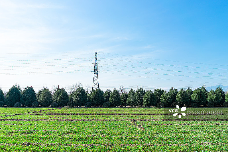 中国野生植物和野外植物拍摄主题，春天的田地里生长出一片绿色的小麦麦田，户外无人图像摄影图片素材