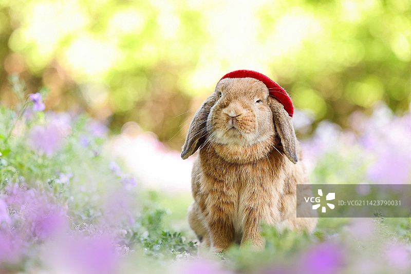 春景中的垂耳兔图片素材