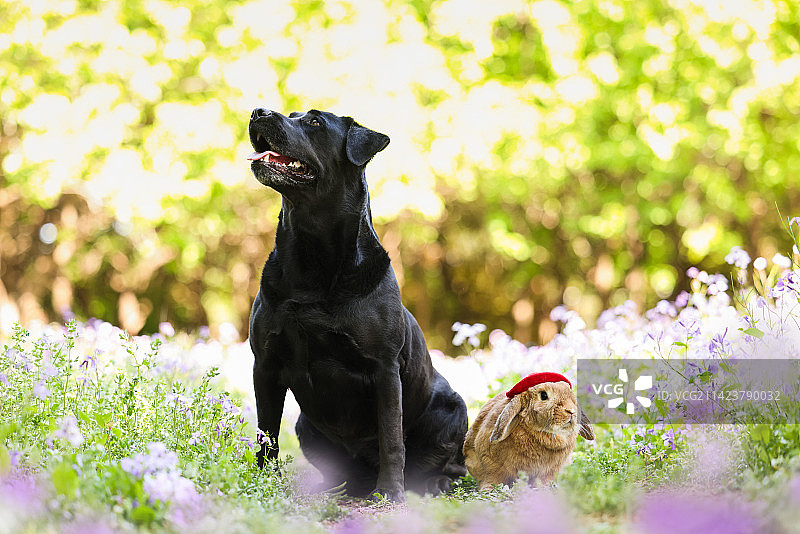 春景中的垂耳兔和拉布拉多猎犬图片素材