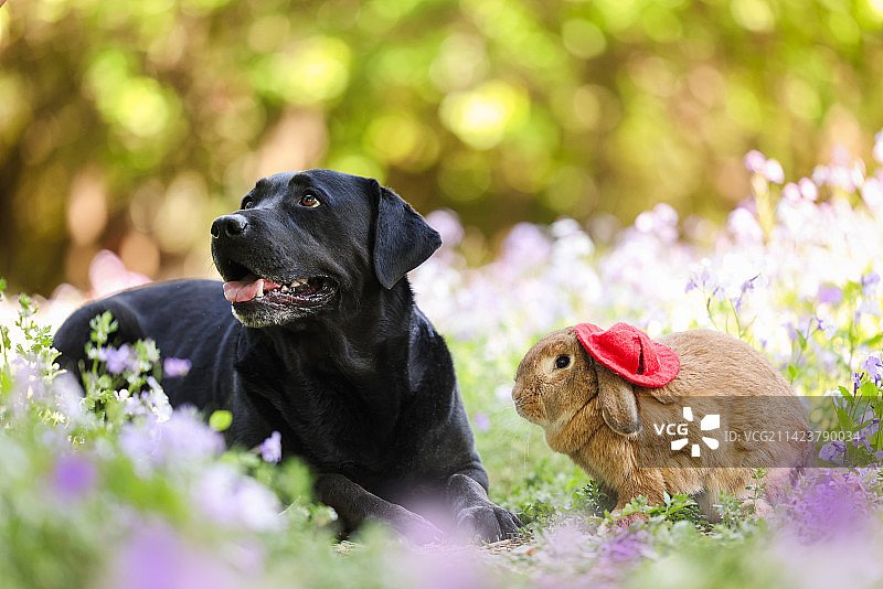 春景中的垂耳兔和拉布拉多猎犬图片素材
