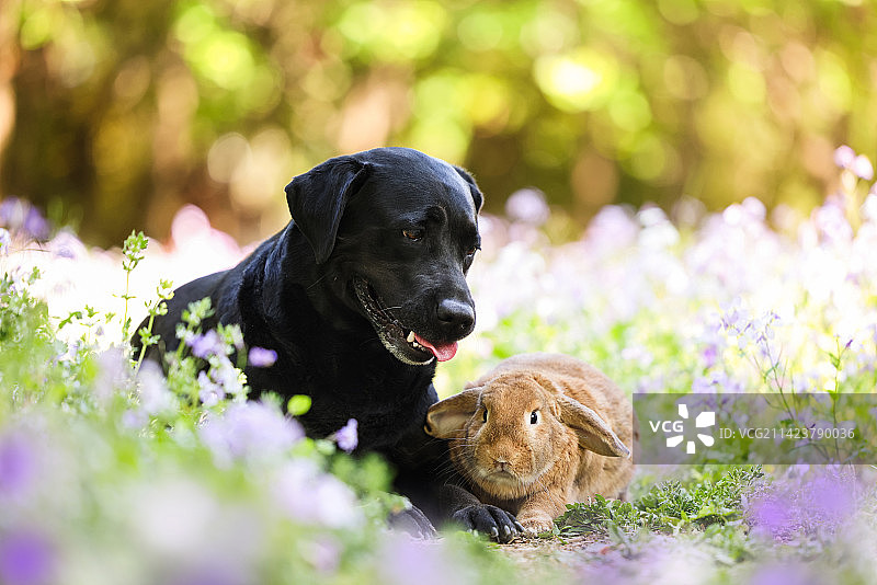 春景中的垂耳兔和拉布拉多猎犬图片素材