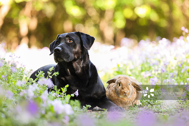春景中的垂耳兔和拉布拉多猎犬图片素材