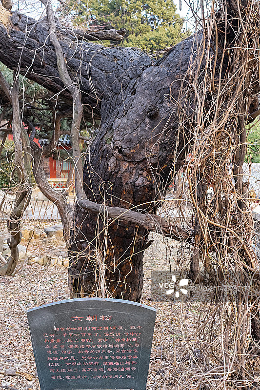 中国山东省泰安市泰山旅游风景区著名景点，普照寺寺庙庭院里的六朝松古树，户外白昼无人图像摄影图片素材