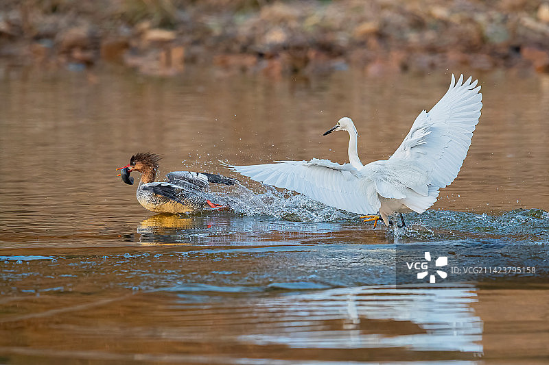 秋沙鸭图片素材
