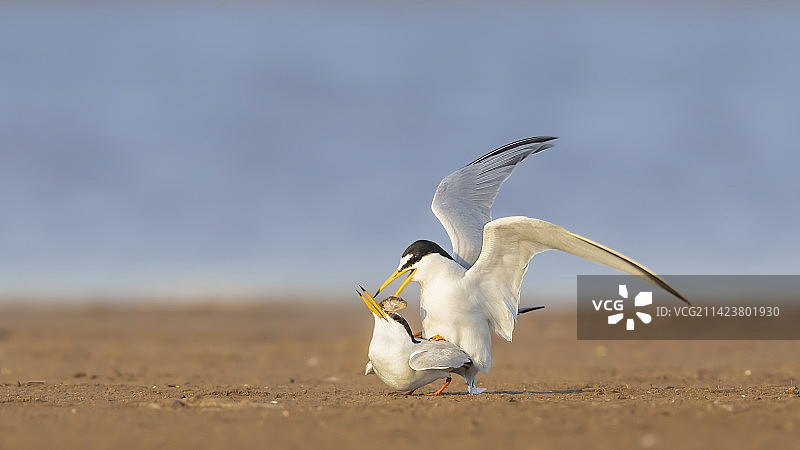 白额燕鸥图片素材