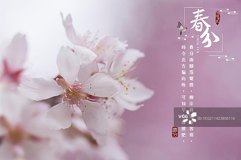 春分,百花齐放,二十四节气图片素材