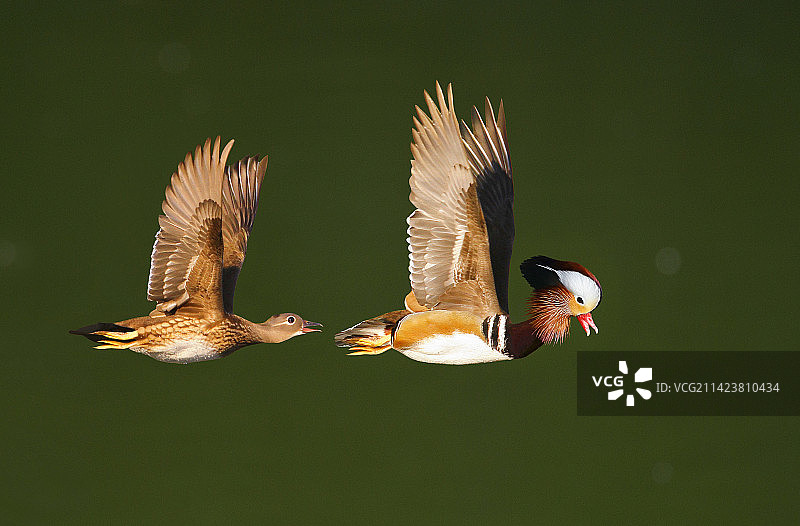 如影随行 @ 鸳鸯      冬侯鸟-鸳鸯伴侣绕湖飞行，形影不离。生态鸟类摄影原创。图片素材
