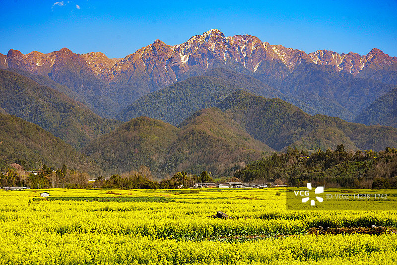 高黎贡山下的油菜花图片素材