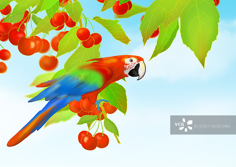 车厘子大樱桃夏天营养美味有机健康天然无公害水果插画图片素材