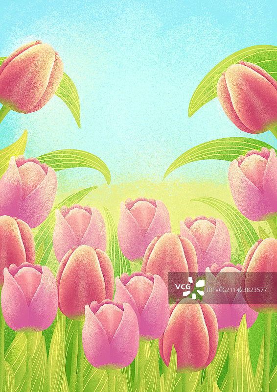 郁金香背景图片素材