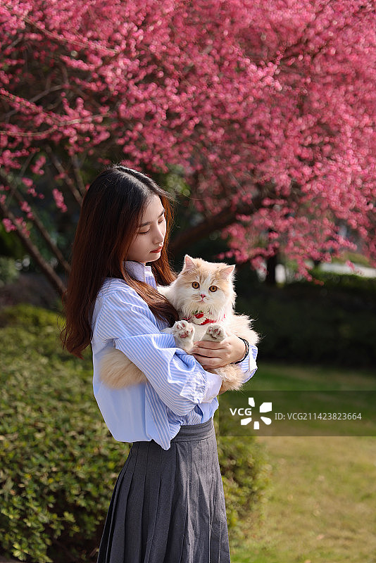 一个美女与宠物英国长毛猫的温馨互动图片素材