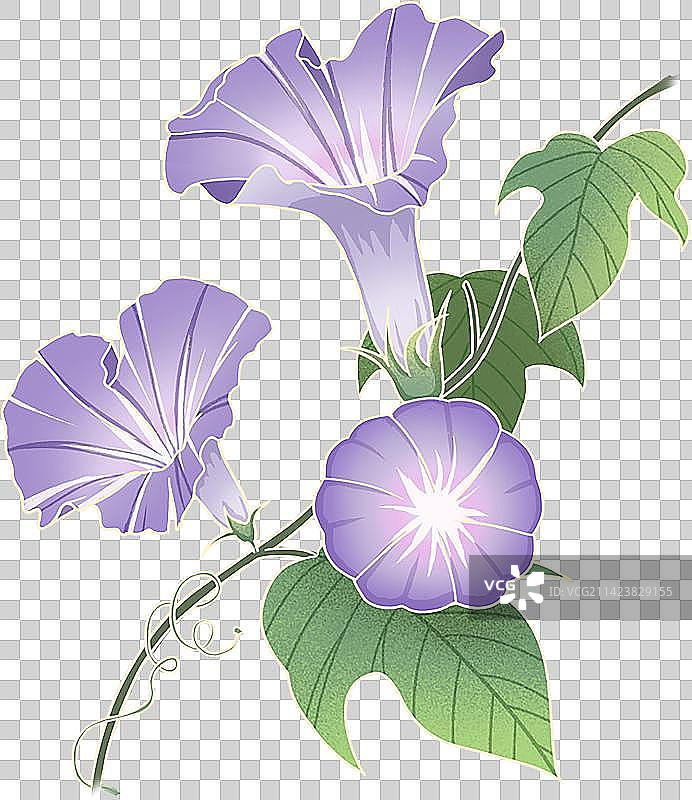 植物插画紫色牵牛花夕颜花国风手绘免抠素材图片素材