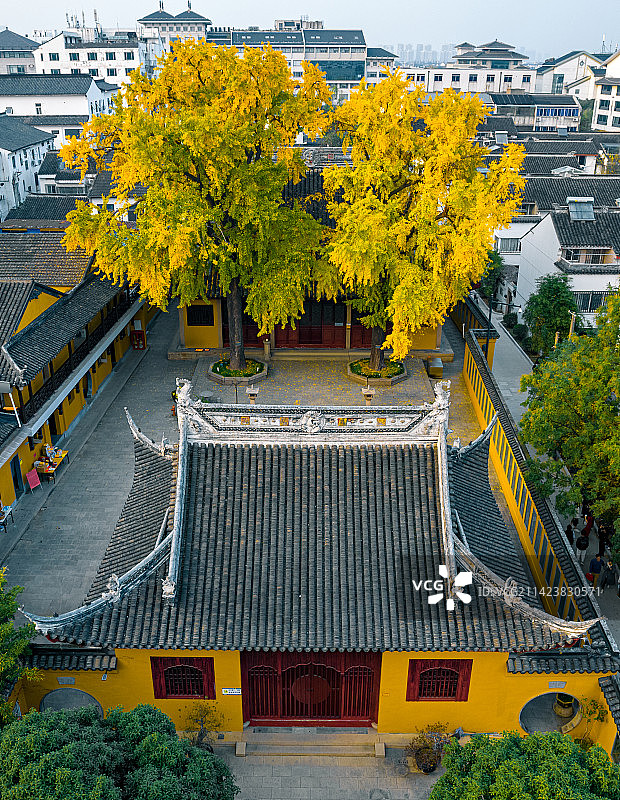 江苏苏州定慧寺银杏树图片素材