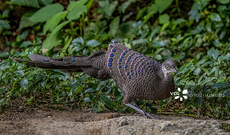灰孔雀雉图片素材
