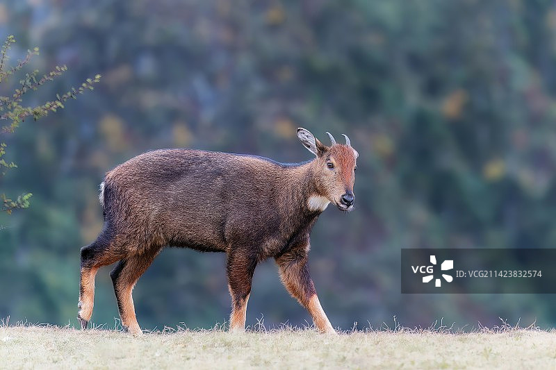 西藏斑羚图片素材