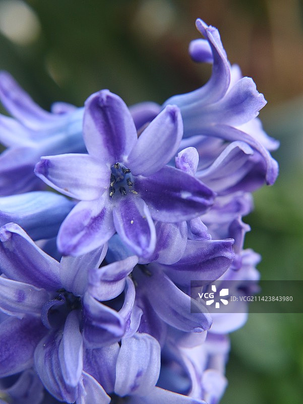 风信子图片素材