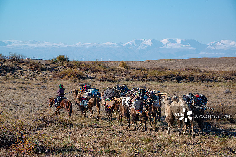 北疆哈萨克牧民秋季转场驼运安家物资图片素材