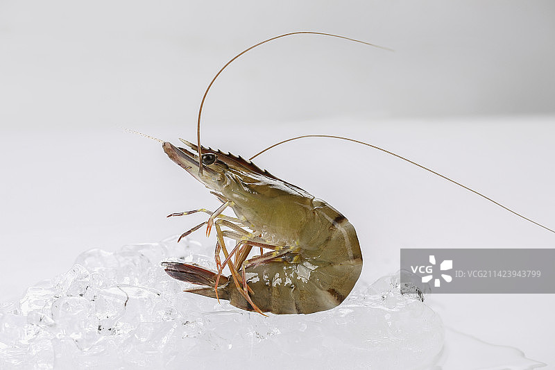 黑虎虾图片素材