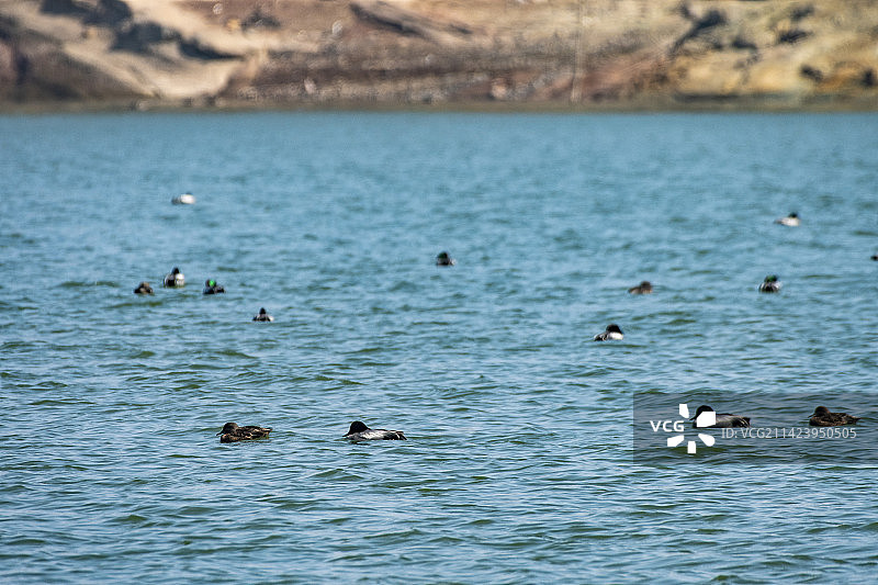 水库里野鸭成群图片素材